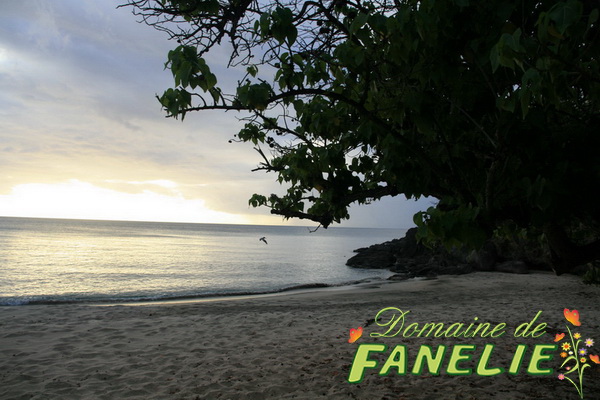 FANELIE Location Guadeloupe