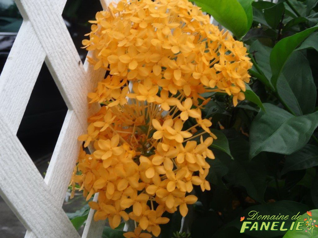 FANELIE Location Guadeloupe
