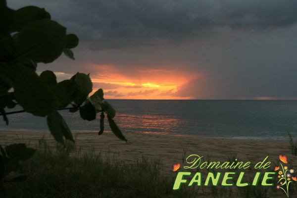 FANELIE Location Guadeloupe